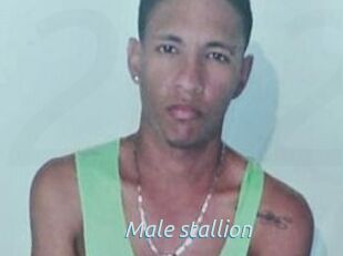 Male_stallion