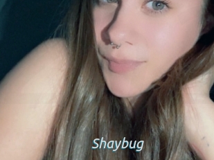 Shaybug